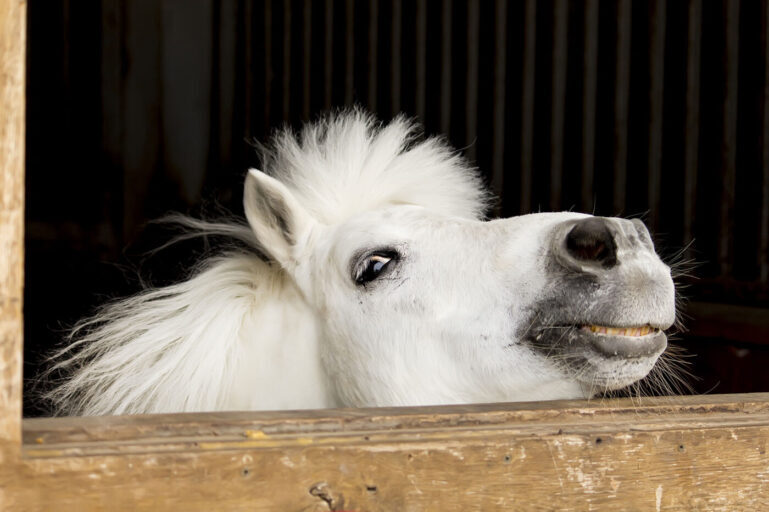 picture pony head